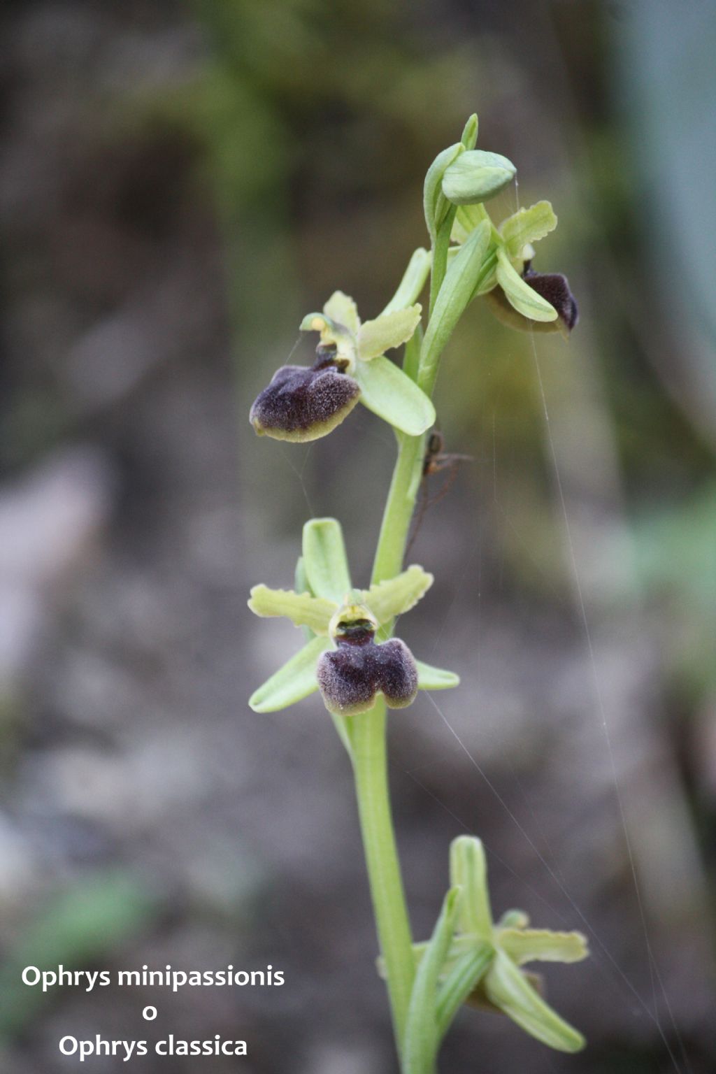 Ophrys minipassionis nell''Appennino Tosco-Emiliano